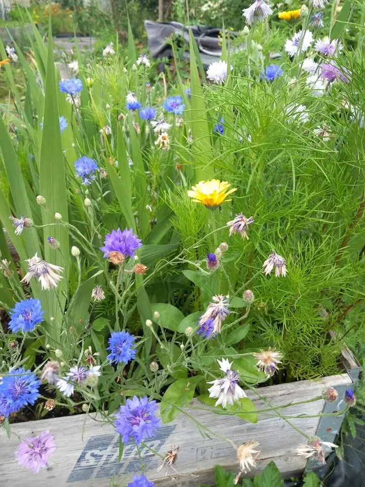 Plant och hantverksloppis