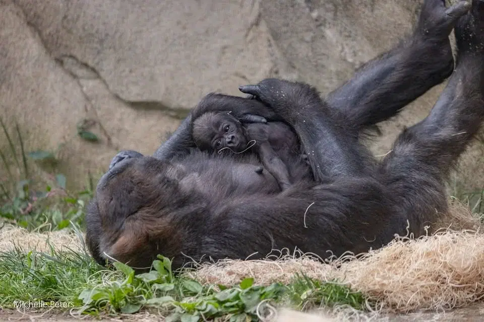 Zoo Babies presented by General Electric Credit Union