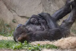 Zoo Babies presented by General Electric Credit Union