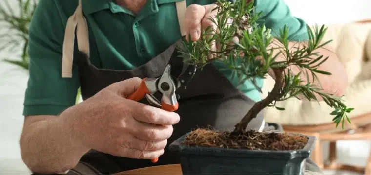 Bonsai Workshop