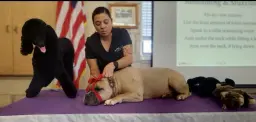 Canine First Aid and CPR Certification