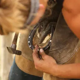 Kim Lacey Equine Limb Biomechanics and Function