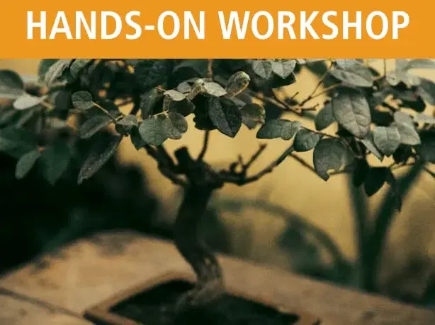 Bonsai for Beginners