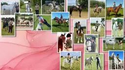 South Derbyshire Saddle Club Fun Day