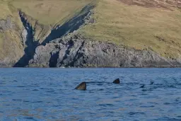 Terror Talks: Shark! Shark-Infested Ireland