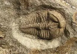 Křivoklátskem za Barrandem a obrozenci