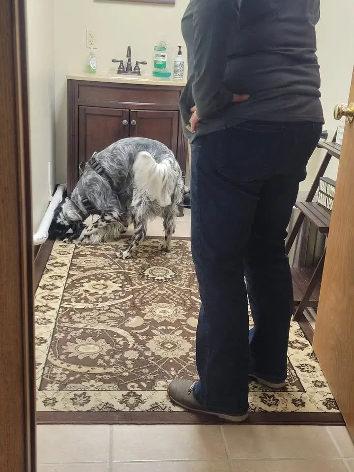 AKC Scent work trials (2)