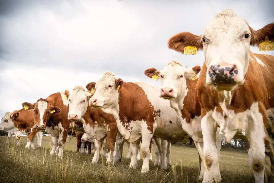 2. ročník akce Den na farmě