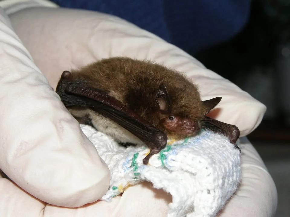 🦇 Masters of the Dark: The Science of Bats 🦇