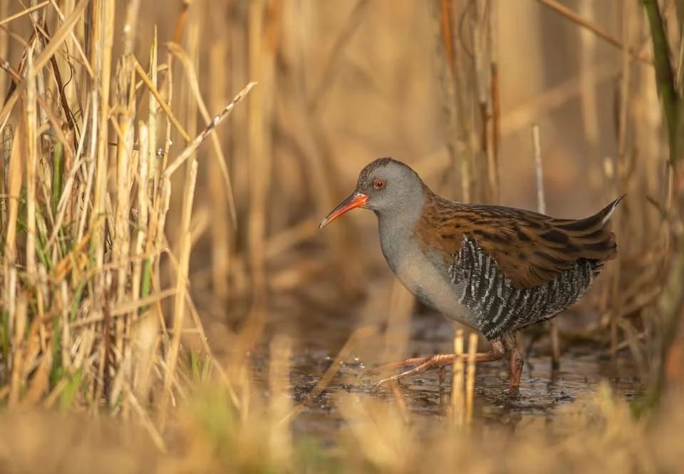 Coach trip to London Wetland Centre (Wildfowl and Wetland Trust)