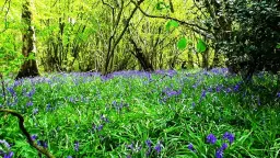 Spring Wood Day 2026 - Bank holiday Monday 4th May