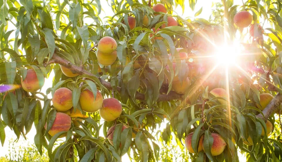 Annual Peach Festival