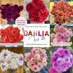 Dahlia Fest 2026 (Week 2)