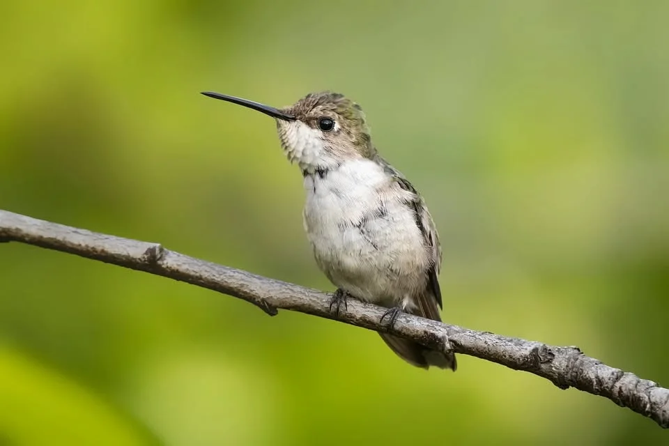 Summer Bird Walk