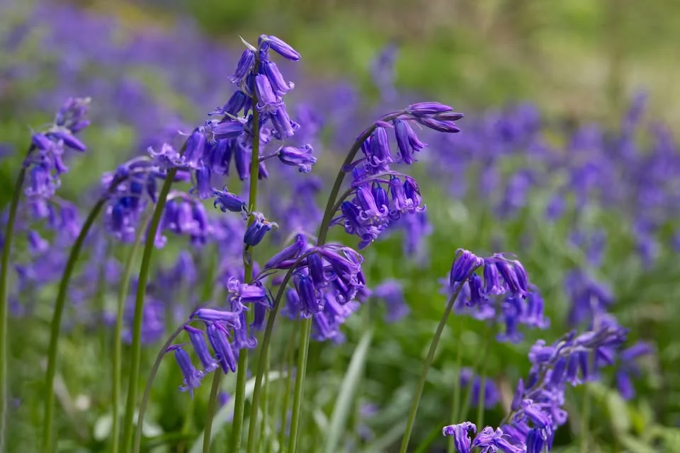 Guided Bluebell Walk