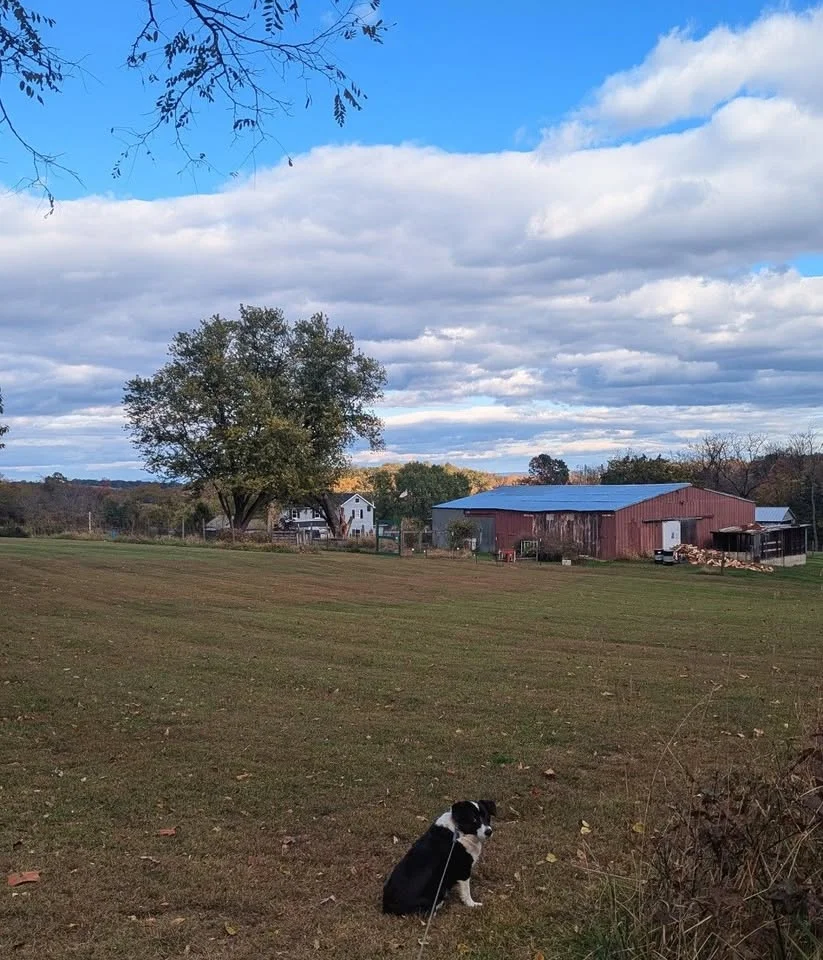 Bushtail's 4th Fallfest