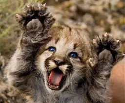 Salon des animaux exotiques et domestiques de Saguenay - Spécial 10e Édition