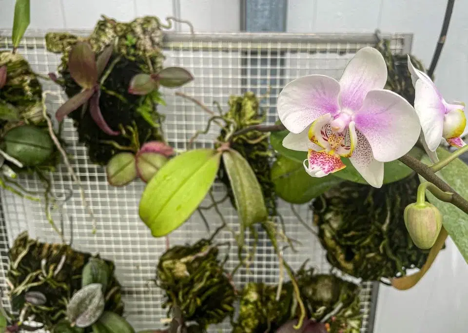 Orchid Mounting Workshop