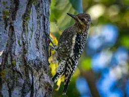 Second Saturday Bird Walk