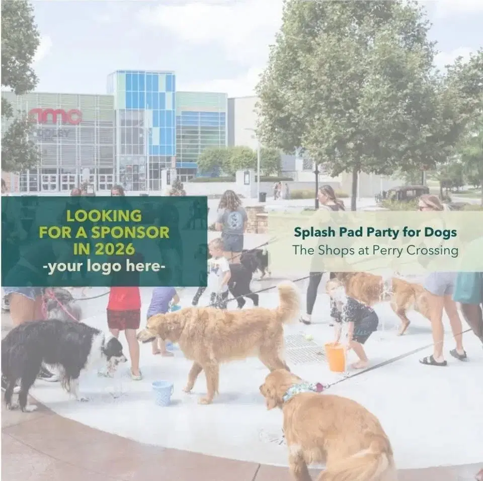 Splash Pad Party for Dogs