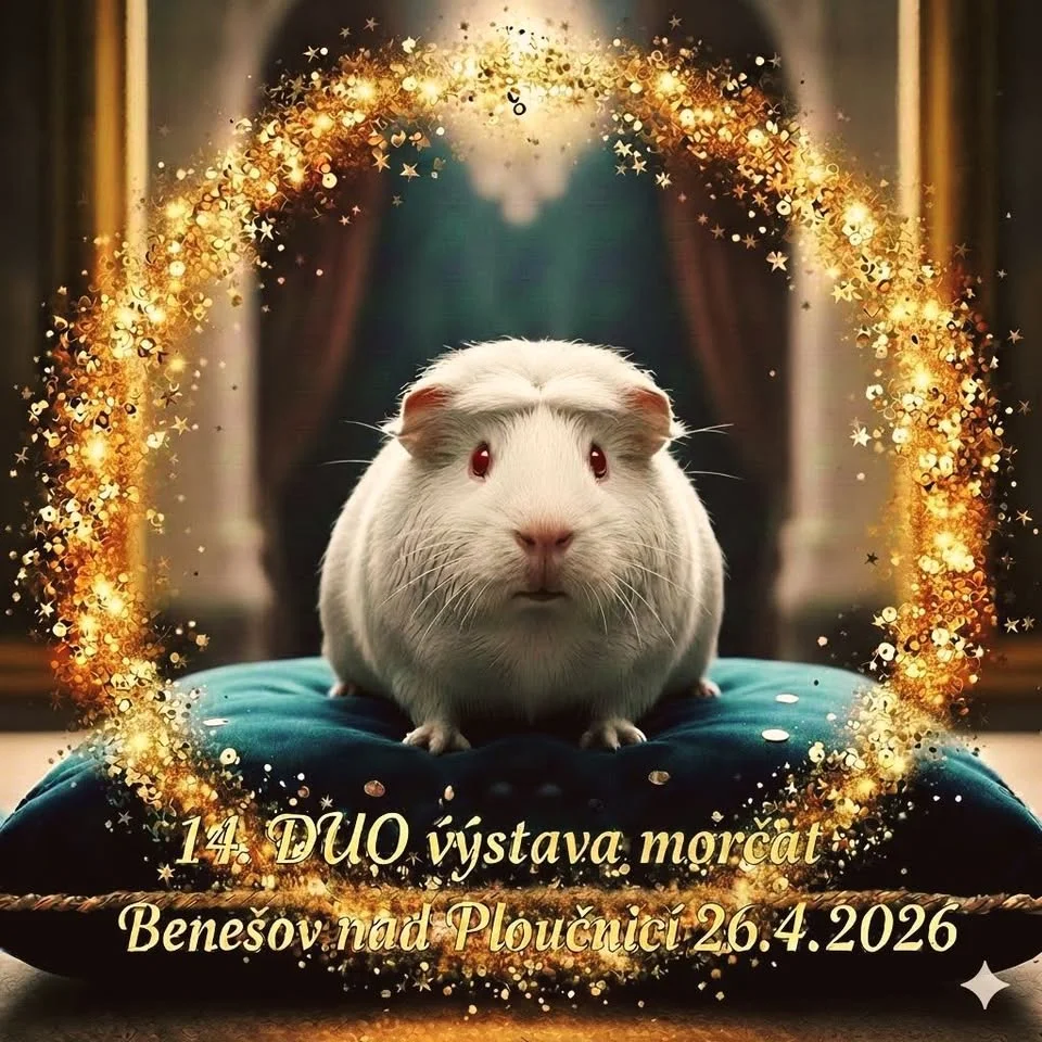 14. DUO výstava morčat Benešov nad Ploučnicí