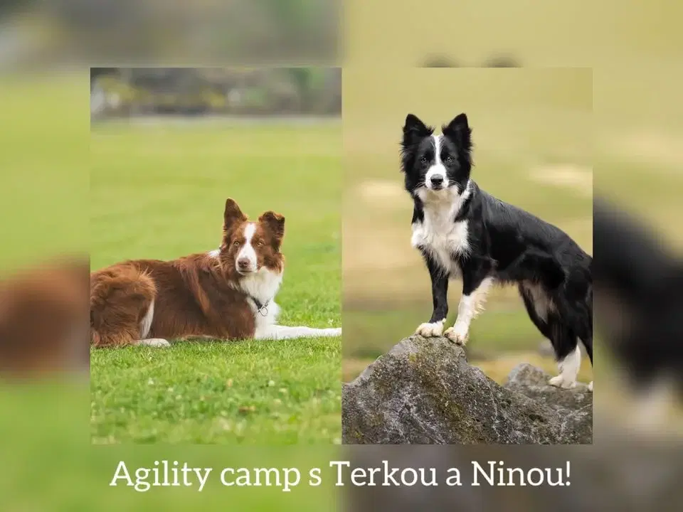 Agility camp s Terkou a Ninou! 2026