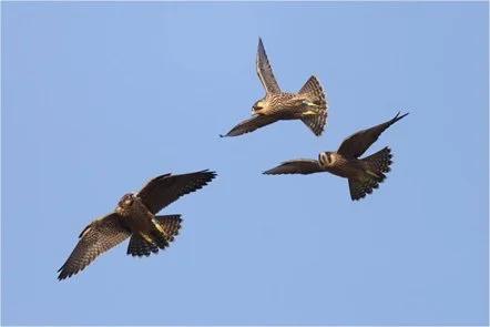 Taunton Minster Peregrine Project