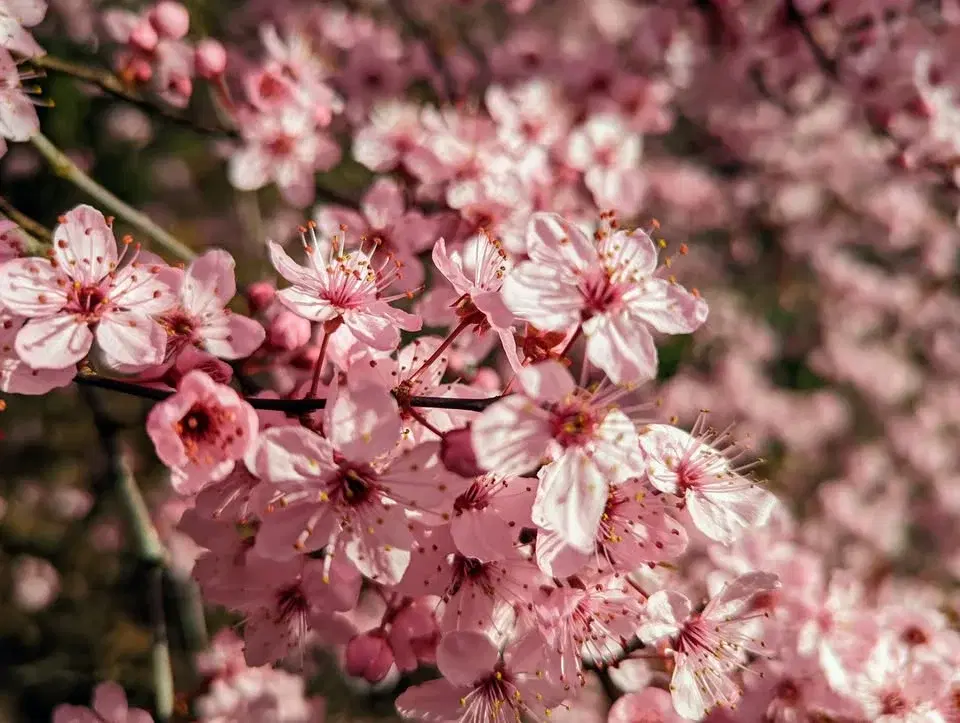 HV Hikers: "Happy Valley Library-Pioneer Park" (easy)