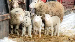 Kulningskurs på Skogstorpet