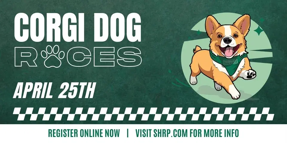 Corgi Dog Races