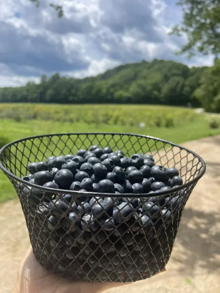 The 8th Annual Blueberry Bash
