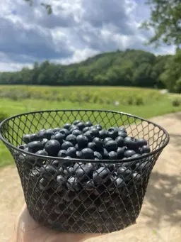 The 8th Annual Blueberry Bash