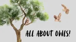 All About Owls - Small World Program