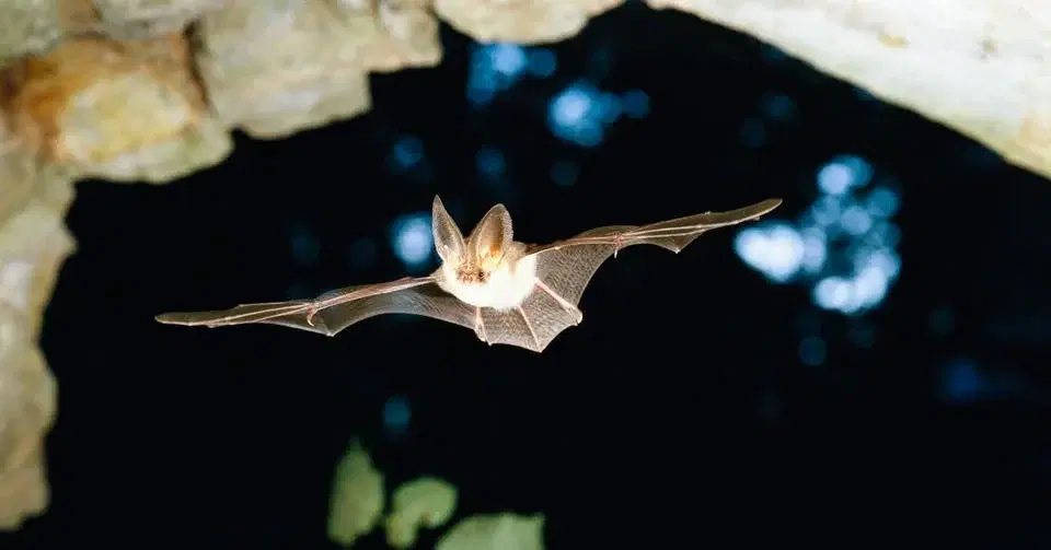 Fladdermusvandring i Karlslund