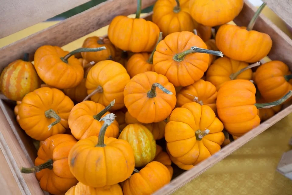 2026 Pumpkins on Parade