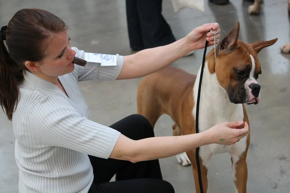 IABCA's 2026 North Star Spring Sieger International Dog Show