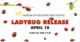 Ladybug Release