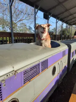 Doggie Day! Bring your best Friend to the Museum