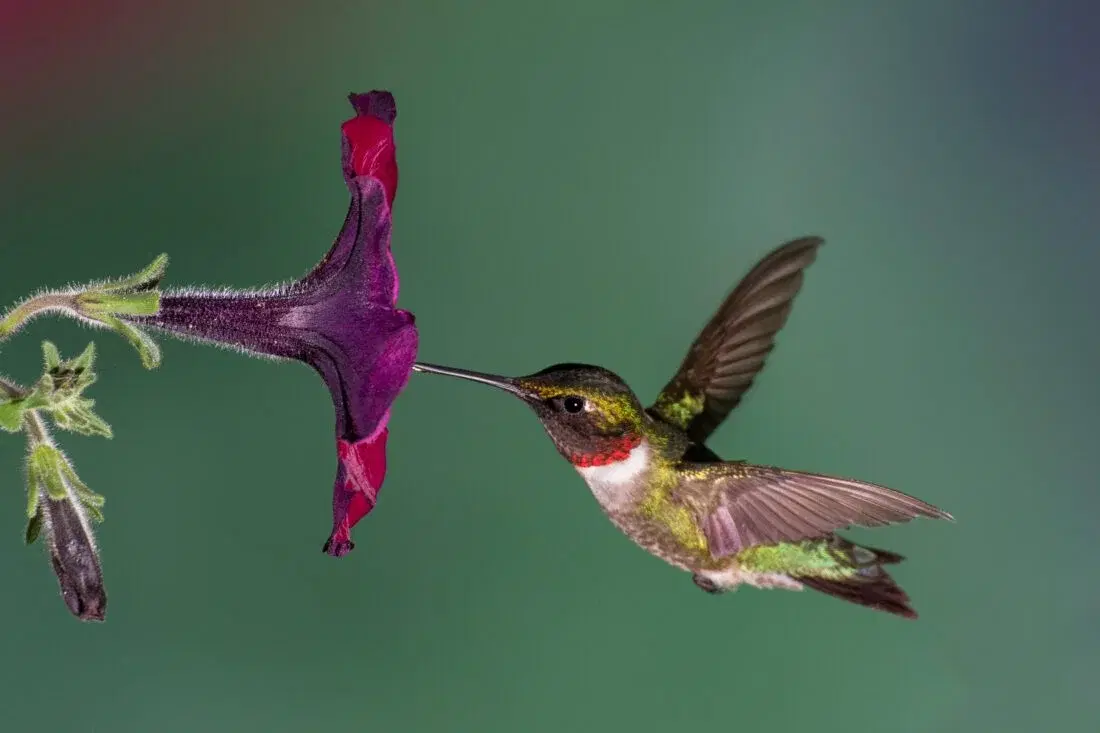 Gardening for Hummingbirds