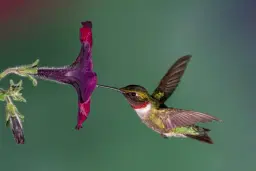 Gardening for Hummingbirds