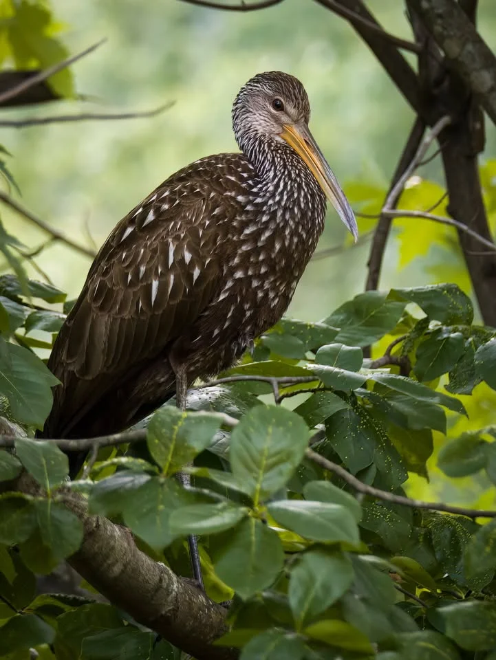 Member Meeting and Speaker Series: "The Ohio Bird Records Committee"