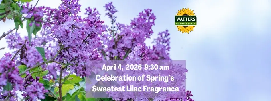 Free Garden Class: Celebration of Spring's Sweetest Lilac Fragrance
