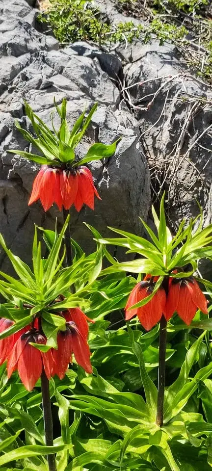 TrekinTurkey İle Cizre & Şırnak Yürüyüş parkurları 16-19.4.2026