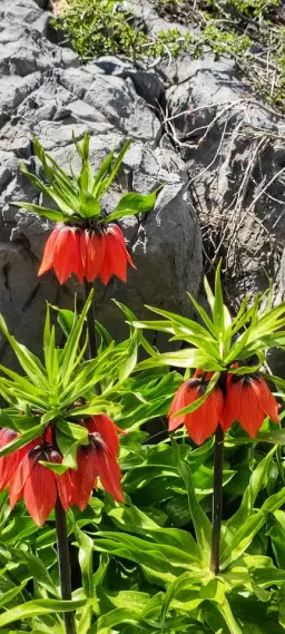 TrekinTurkey İle Cizre & Şırnak Yürüyüş parkurları 16-19.4.2026