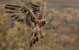 Langdon Bird of Prey Evening