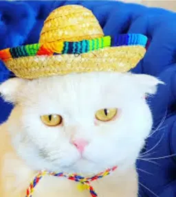 Hidden Treasures Gala Fiesta Dinner and Auction