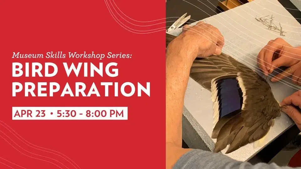 Museum Skills Workshop: Bird Wing Preparation