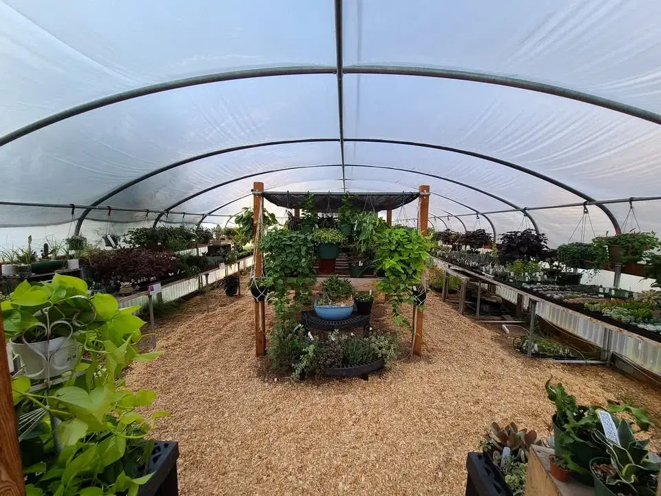 Dahlia Tuber SALE (Spokane Valley)