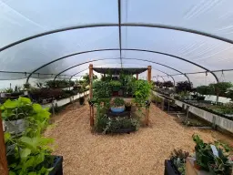 Dahlia Tuber SALE (Spokane Valley)