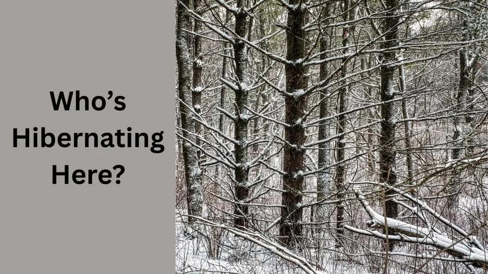 Who’s Hibernating Here?